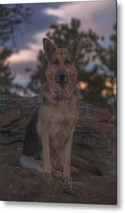 Animal Metal Print featuring the photograph Liesl #9 by Brian Cross