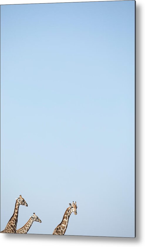 Desertabstract Metal Print featuring the photograph A Giraffe Tower In Namibia by Ben McRae