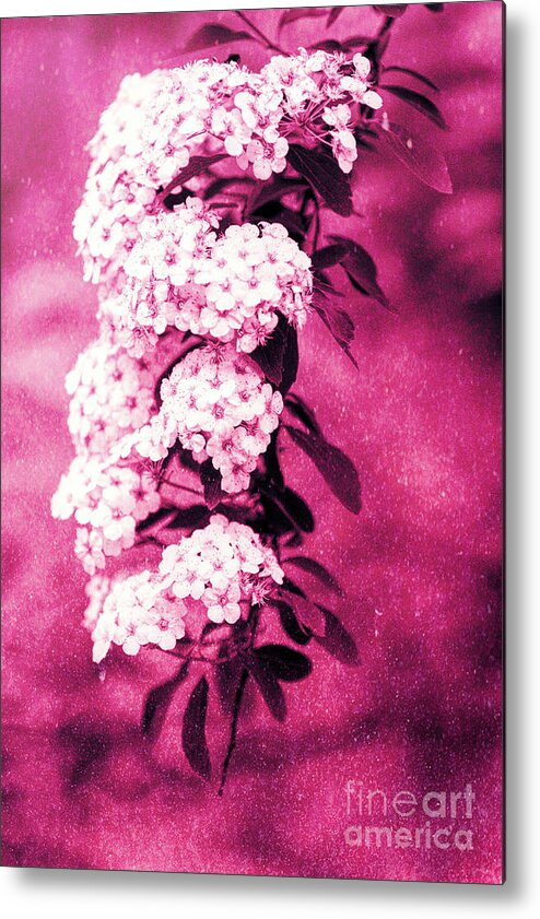 Spirea Metal Print featuring the photograph Abstract Spirea Cascade in Red by Anita Pollak