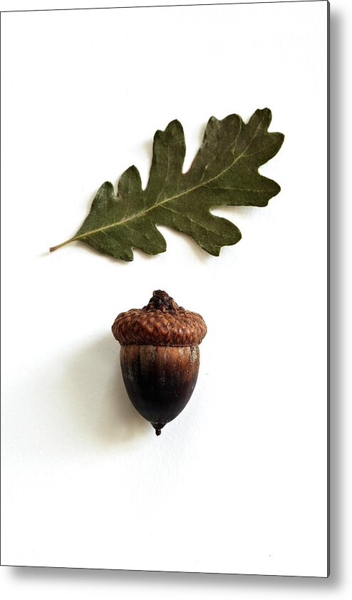 White Background Metal Print featuring the photograph Acorn And Oak Leaf On White Surface by Susie Cushner