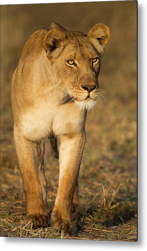 Sebastian Kennerknecht Metal Print featuring the photograph African Lioness Stalking by Sebastian Kennerknecht