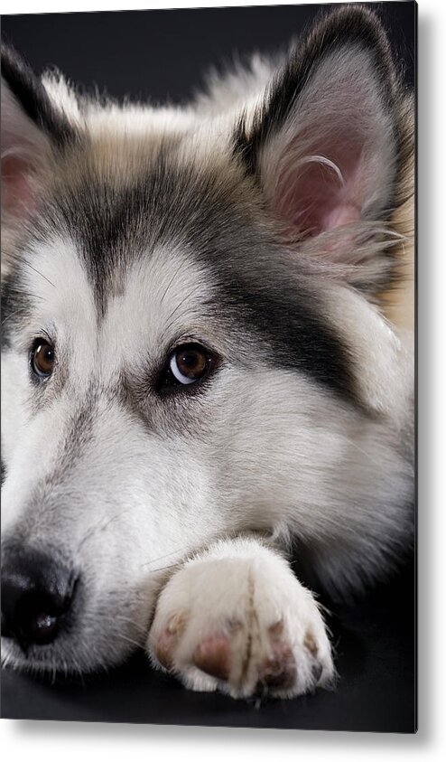 Pets Metal Print featuring the photograph Alaskan Malamute Looking At Camera by Apple Tree House
