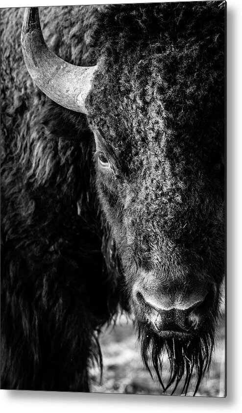 Bison Metal Print featuring the photograph American Bison by Philip Rodgers
