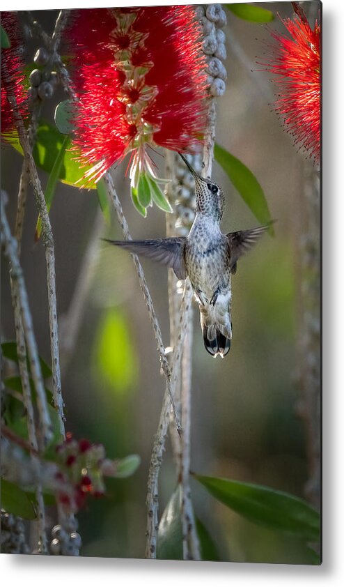 #bird Metal Print featuring the photograph An Angel by Jin Park