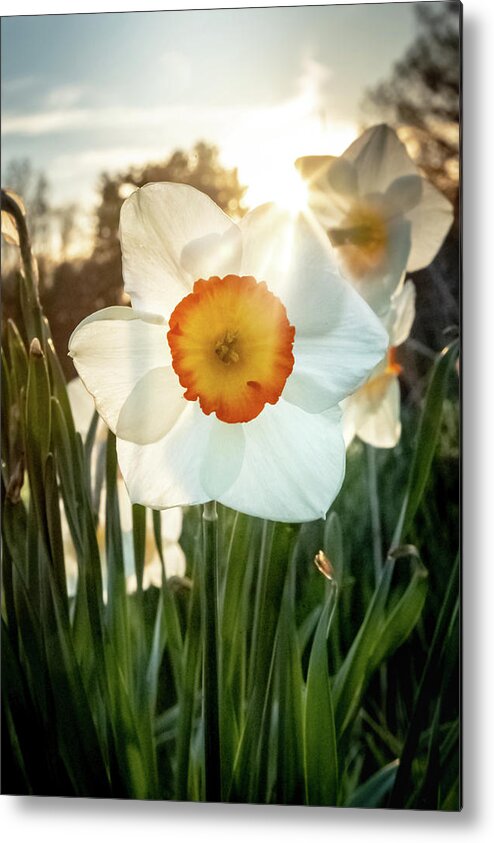 Ancient Narcissus Metal Print featuring the photograph Ancient Narcissus by Joe Kopp