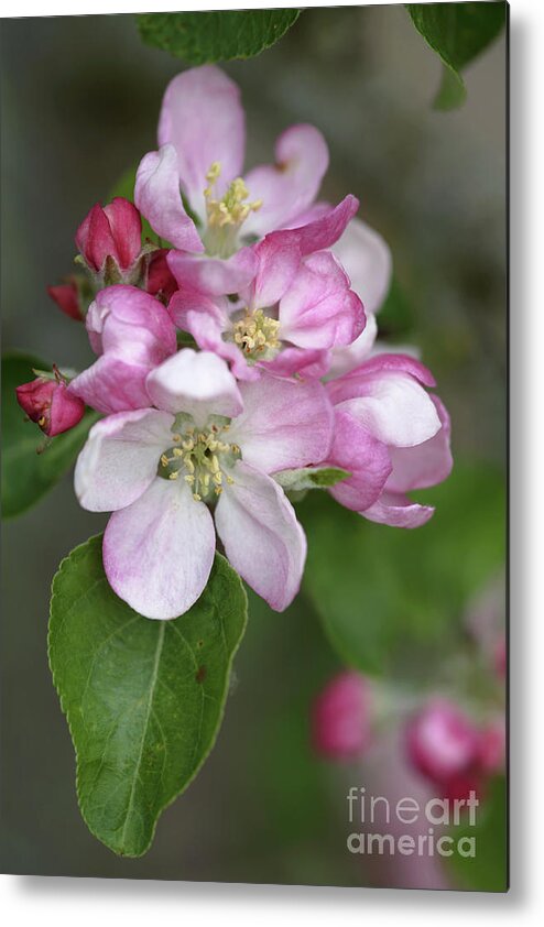 Malus X Domestica Metal Print featuring the photograph Apple Blossom (malus X Domestica) by Dr Keith Wheeler/science Photo Library