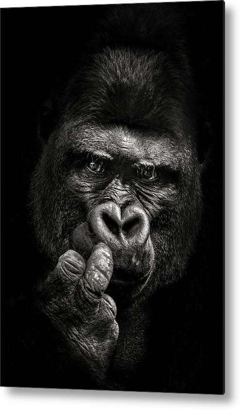 Gorilla Metal Print featuring the photograph Attitude by Christian Meermann