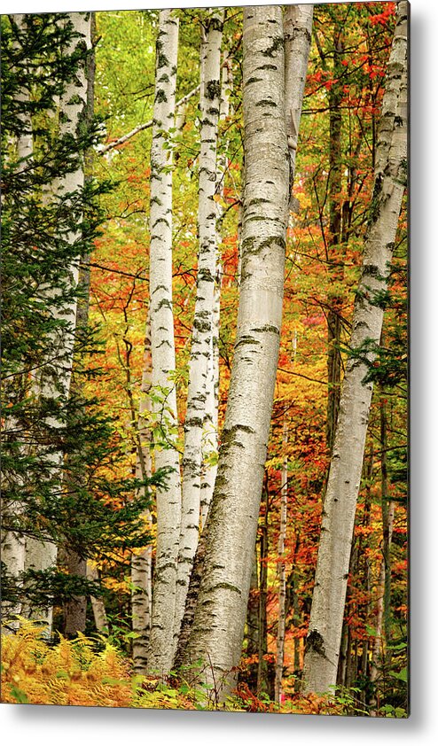 Autumn Metal Print featuring the photograph Autumn Birch by Jeff Sinon