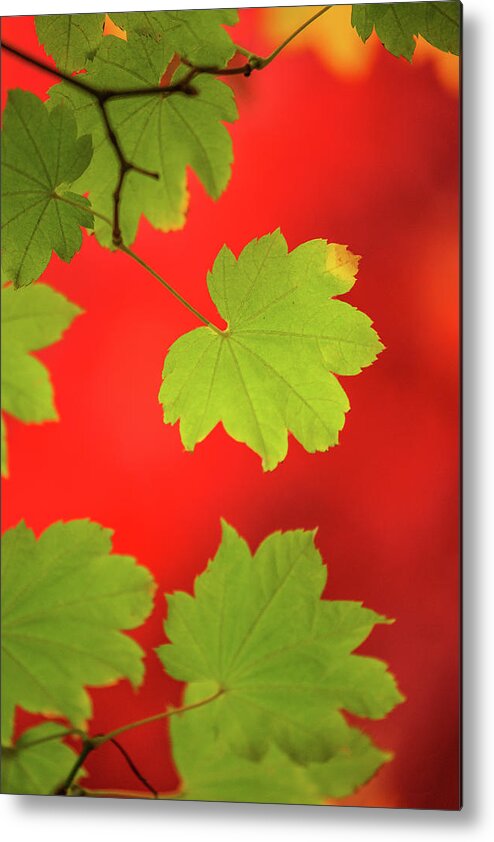 Nature Metal Print featuring the photograph Autumn by Bob Cournoyer
