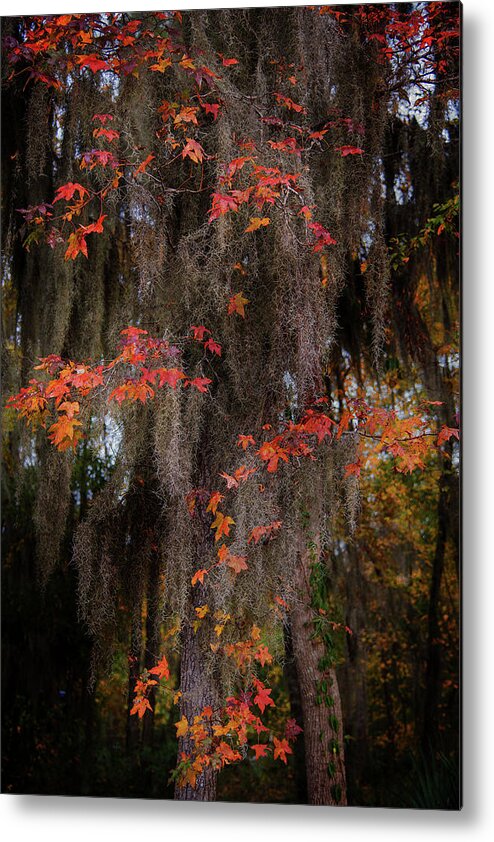 Autumn Metal Print featuring the photograph Autumn Color in Spanish Moss by Bud Simpson