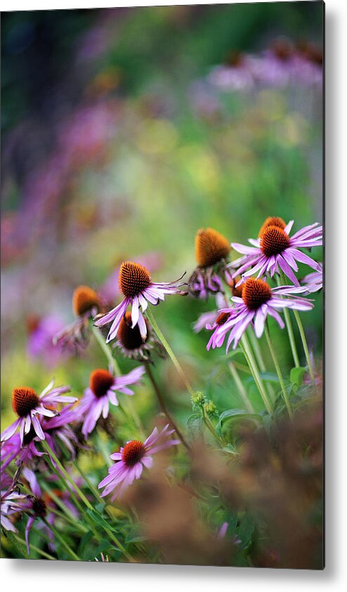 Outdoors Metal Print featuring the photograph Autumn Echinacea by By Kelly Sereda © 2011