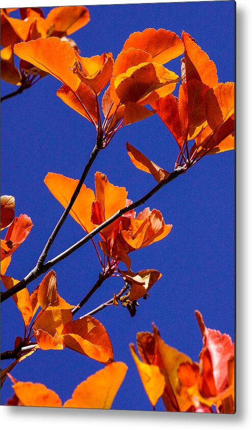Autumn Leaves Metal Print featuring the photograph Autumn Leaves by Mark MIller