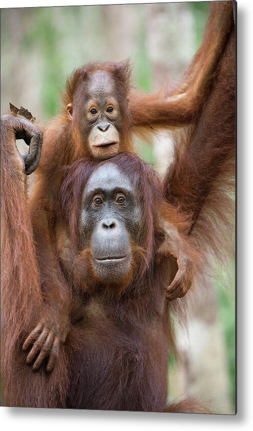 Suzi Eszterhas Metal Print featuring the photograph Baby Orangutan Atop Mother by Suzi Eszterhas