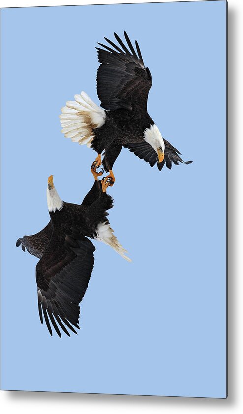 Catalogue10 Metal Print featuring the photograph Bald Eagle Pair Flying During Courtship Flight, Alaska, Usa by Sylvain Cordier / Naturepl.com