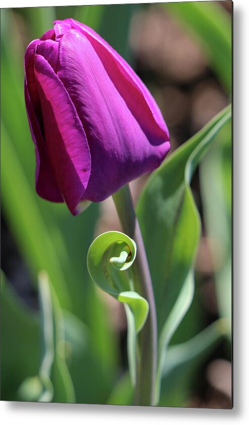 Tulip Metal Print featuring the photograph Balletic by Mary Anne Delgado