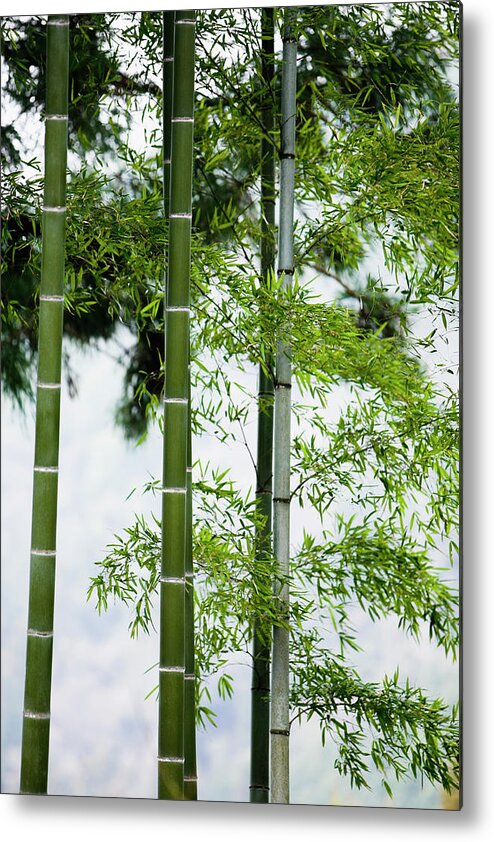 Bamboo Metal Print featuring the photograph Bamboo by Mixa