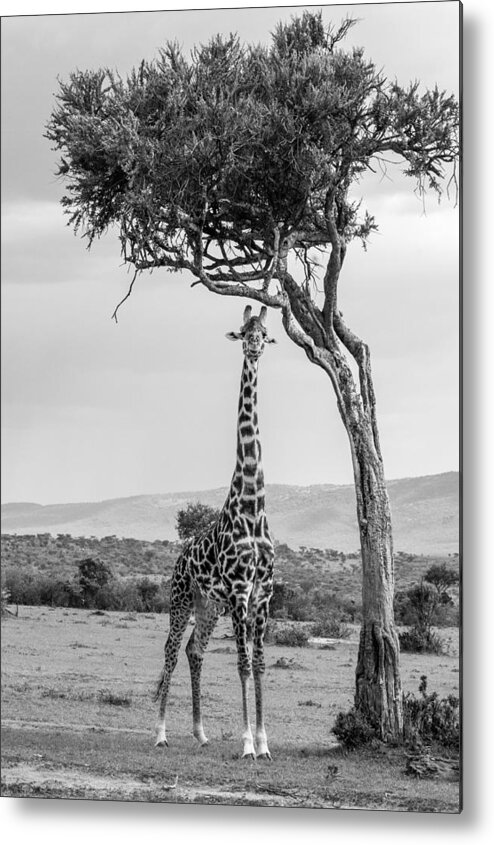 Giraffe Metal Print featuring the photograph B&w Masai Giraffe by Sophie B