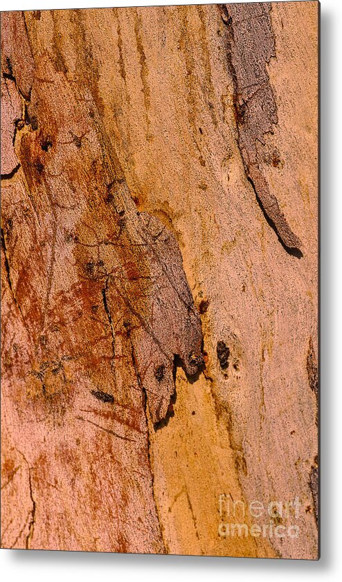 Bark Art Natures Gum Metal Print featuring the photograph Bark Art Natures Gum by Joy Watson