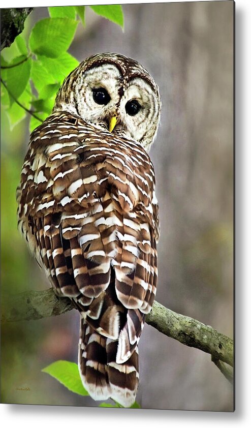 Owl Metal Print featuring the photograph Barred Owl by Christina Rollo