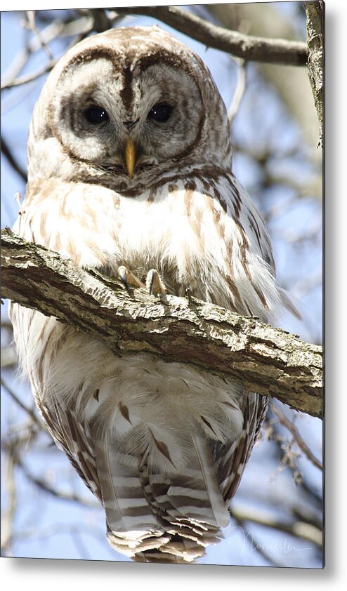 Indiana Metal Print featuring the photograph Barred Owl by Nunweiler Photography