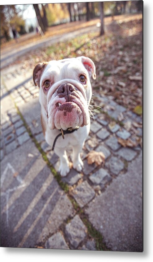 Pets Metal Print featuring the photograph Beautiful Dog by Freemixer