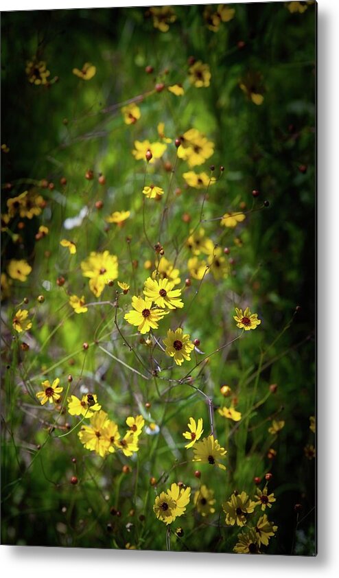 Flower Metal Print featuring the photograph Beautiful Tickseed Flowers by T Lynn Dodsworth