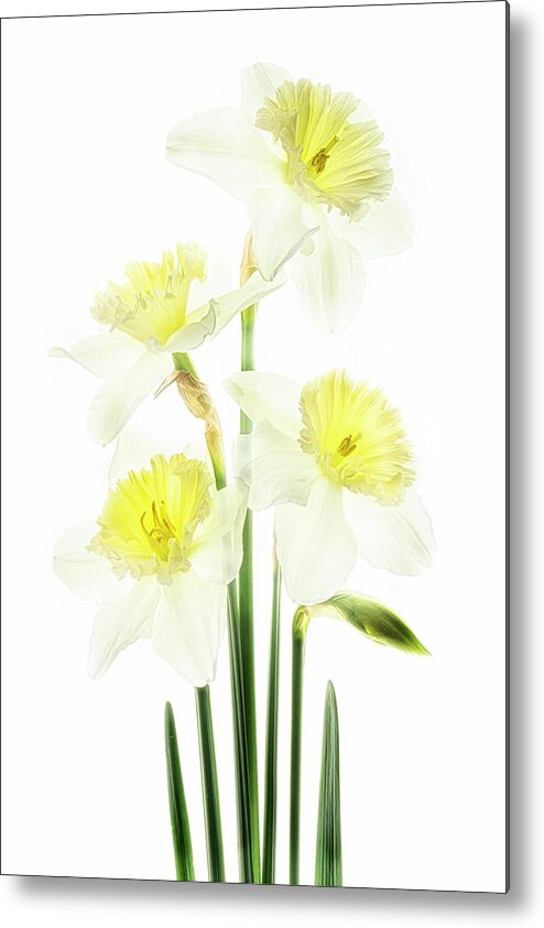 Spring Metal Print featuring the photograph Beauty of Daffodils by Usha Peddamatham