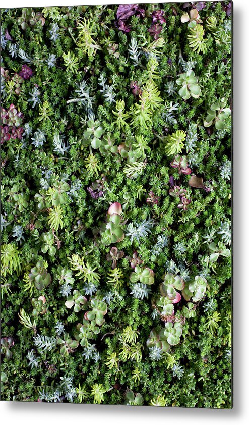 Outdoors Metal Print featuring the photograph Bed Of Succulents by Chris Parsons