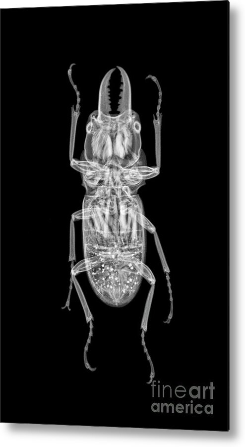 Biological Metal Print featuring the photograph Beetle by Arie Van 't Riet/science Photo Library