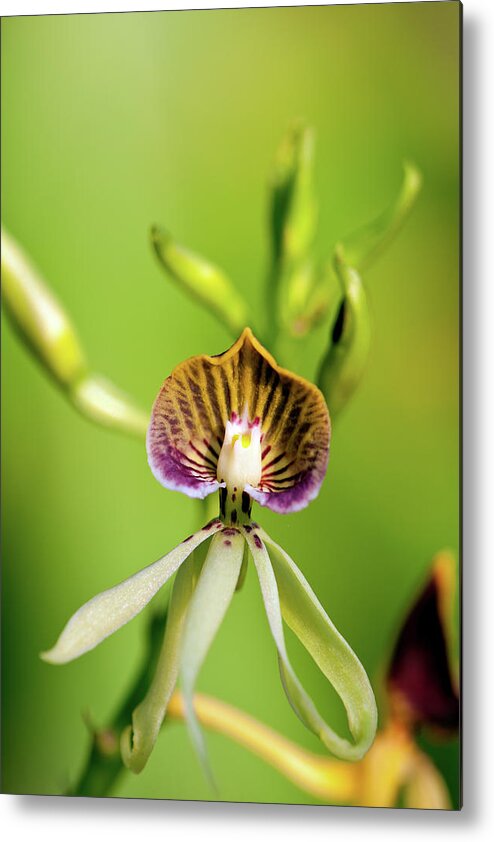 Black Color Metal Print featuring the photograph Black Orchid by Keithszafranski