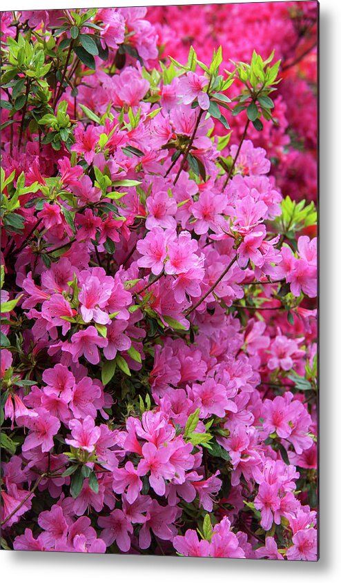 Jenny Rainbow Fine Art Photography Metal Print featuring the photograph Bloom of Rhododendron Kirin by Jenny Rainbow