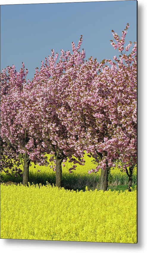 Scenics Metal Print featuring the photograph Blossoming Cherry Trees In Rapeseed by Martin Ruegner