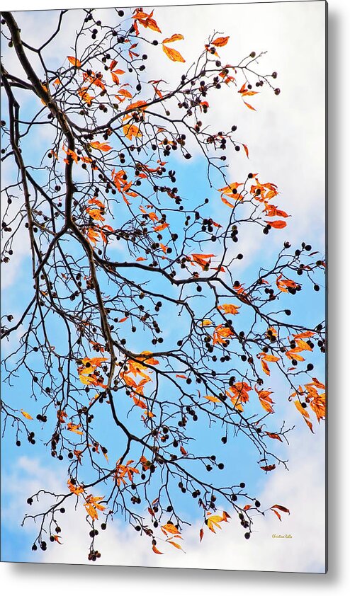 Trees Metal Print featuring the photograph Blowing In The Wind by Christina Rollo
