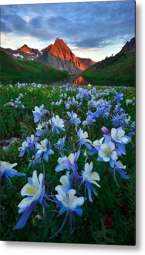 Colorado Metal Print featuring the photograph Blue Columbine Paradise by Mei Xu
