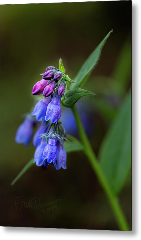Wildflower Metal Print featuring the photograph Bluebells 2019 by Fred Denner