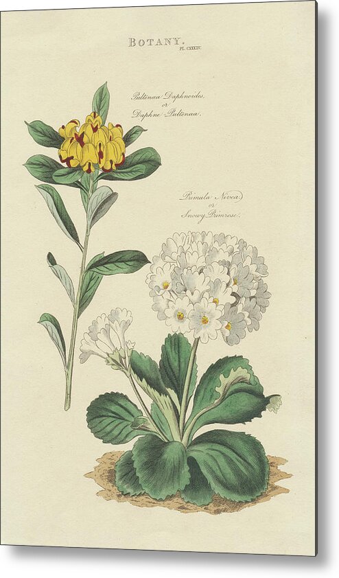 Botany Metal Print featuring the mixed media Botanical Print II by Wild Apple Portfolio