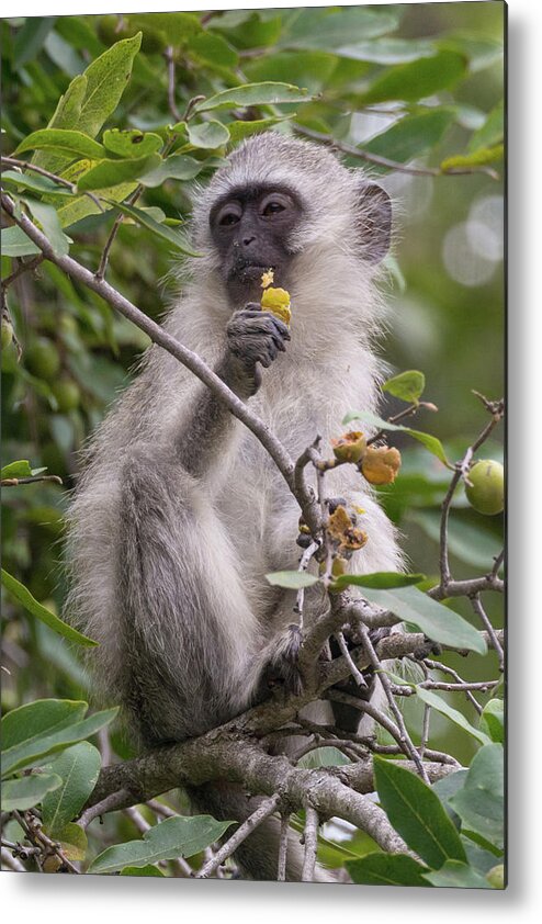 Monkey Metal Print featuring the photograph Breakfasting Monkey by Mark Hunter
