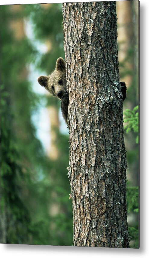 Brown Bear Metal Print featuring the photograph Brown Bear Cub In Tree Ursus Arctos by James Warwick