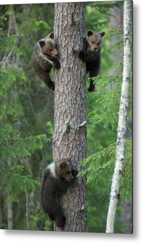 Brown Bear Metal Print featuring the photograph Brown Bear Cubs Climbing Tree, Taiga by David Fettes