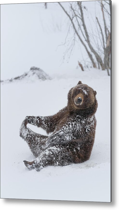 Scott Slone Metal Print featuring the photograph Brown Bear in Winter by Scott Slone