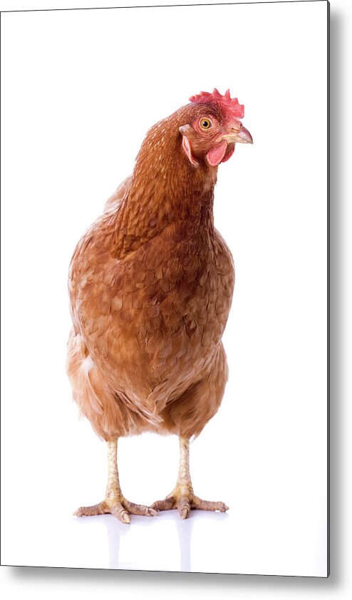 Vertebrate Metal Print featuring the photograph Brown Hen Standing In Front Of White by Artpipi