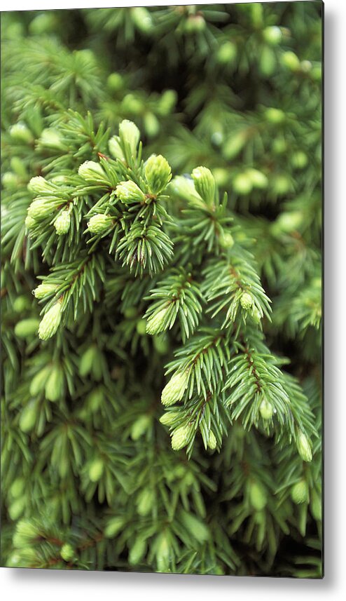 Needle Metal Print featuring the photograph Buds Of Young Pine by Studio Box