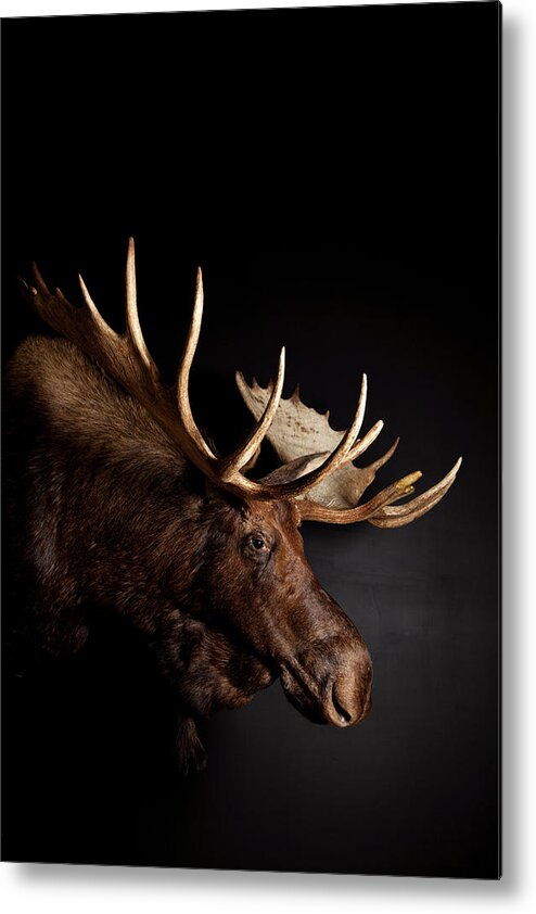 Hanging Metal Print featuring the photograph Bull Moose Head With Antlers by Simon Willms
