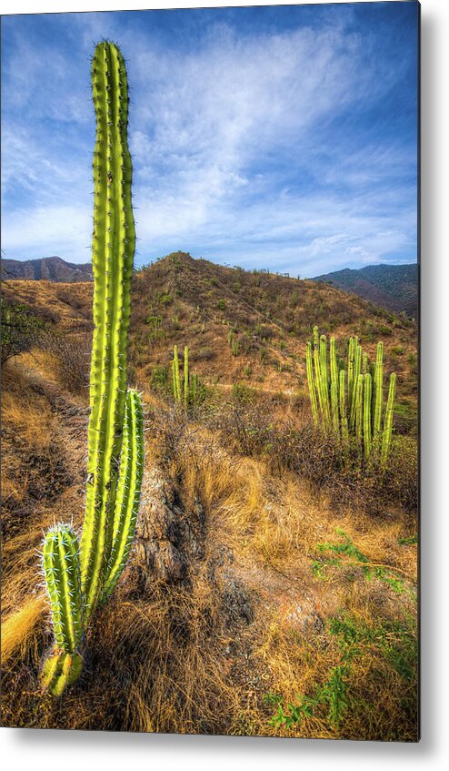 Grass Metal Print featuring the photograph Cactus Mountain by Alejandro Tejada