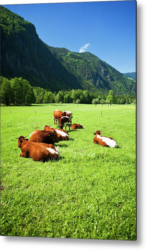 Scenics Metal Print featuring the photograph Cattle On Farm Field by Mbbirdy