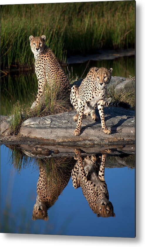 Brothers Metal Print featuring the photograph Cheetahs In The Mirror by Alessandro Catta