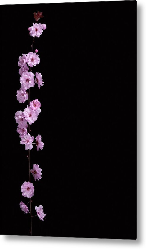 Season Metal Print featuring the photograph Cherry Blossom Branch by Designsensation