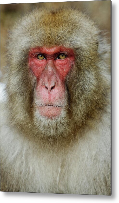 One Animal Metal Print featuring the photograph Close Up Of Face Of Serious Monkey by Pixelchrome Inc