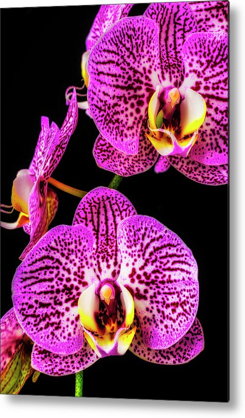Pink Metal Print featuring the photograph Close Up Purple White Orchids by Garry Gay