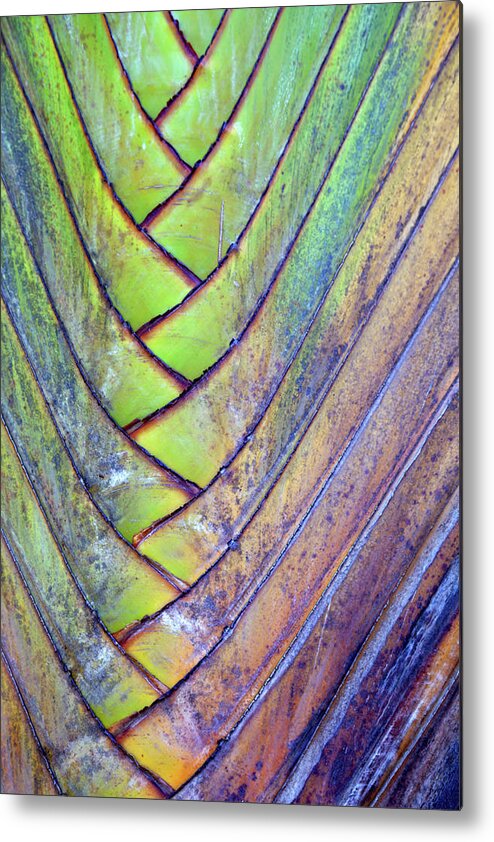 Thailand Metal Print featuring the photograph Closeup Of Palm by T-lorien